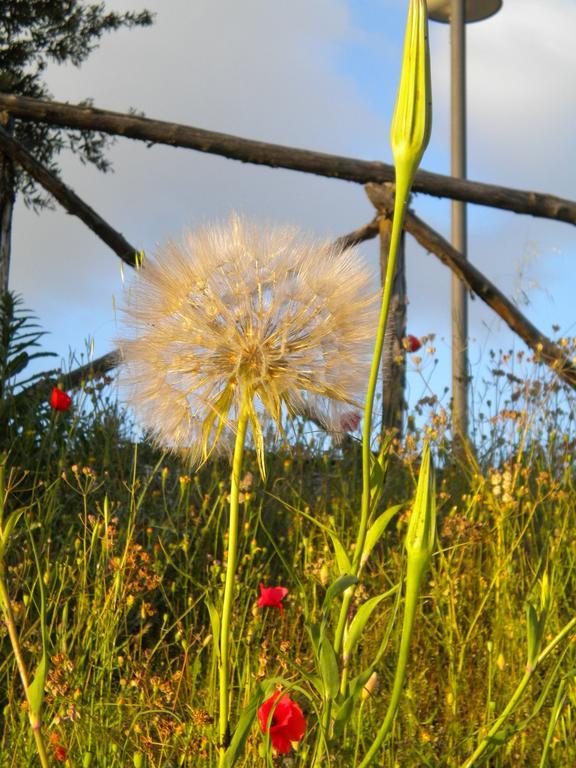 Il Poggio Delle Ginestre Guest House ตอร์จาโน ภายนอก รูปภาพ
